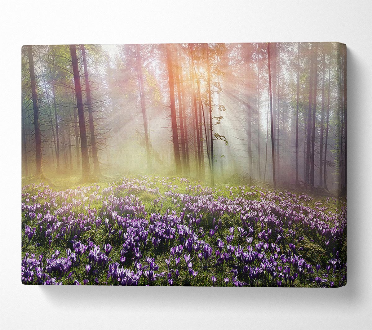 Sun Through The Bluebell Woodland Canvas Wall Art