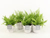 Nephr Ex Vitale Wood White