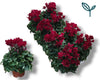 Cyclamen Per Ss Wijnrood