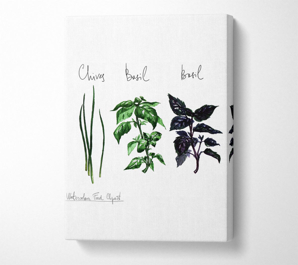 Herb Selection 4 Canvas Wall Art