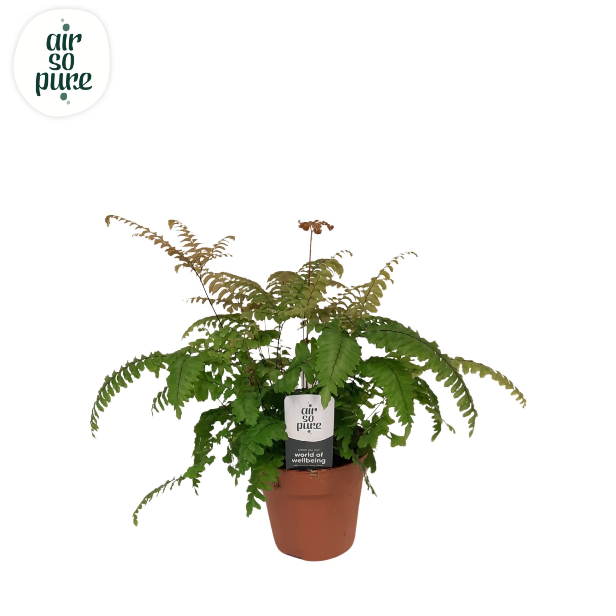Adiantum Roseum