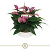 Anthurium St Table Zizou Keramiek