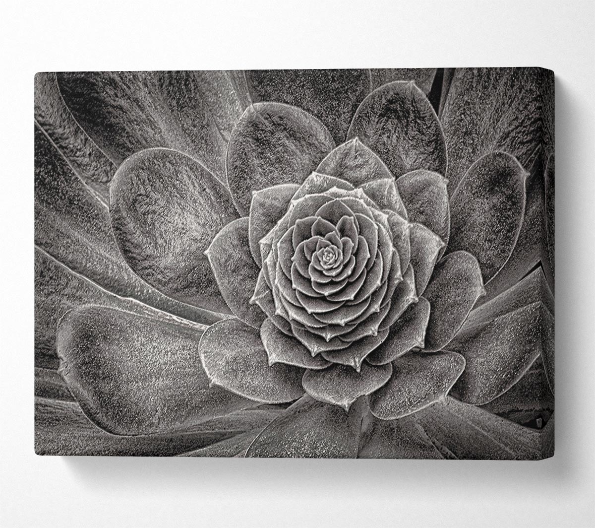 Cabbage Leaves Canvas Wall Art