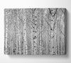 Just Silver Birch Canvas Wall Art