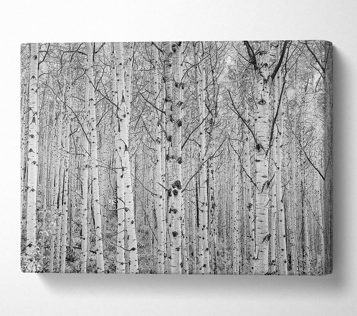 Just Silver Birch Canvas Wall Art