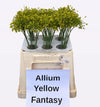 Allium Kleinbloemig
