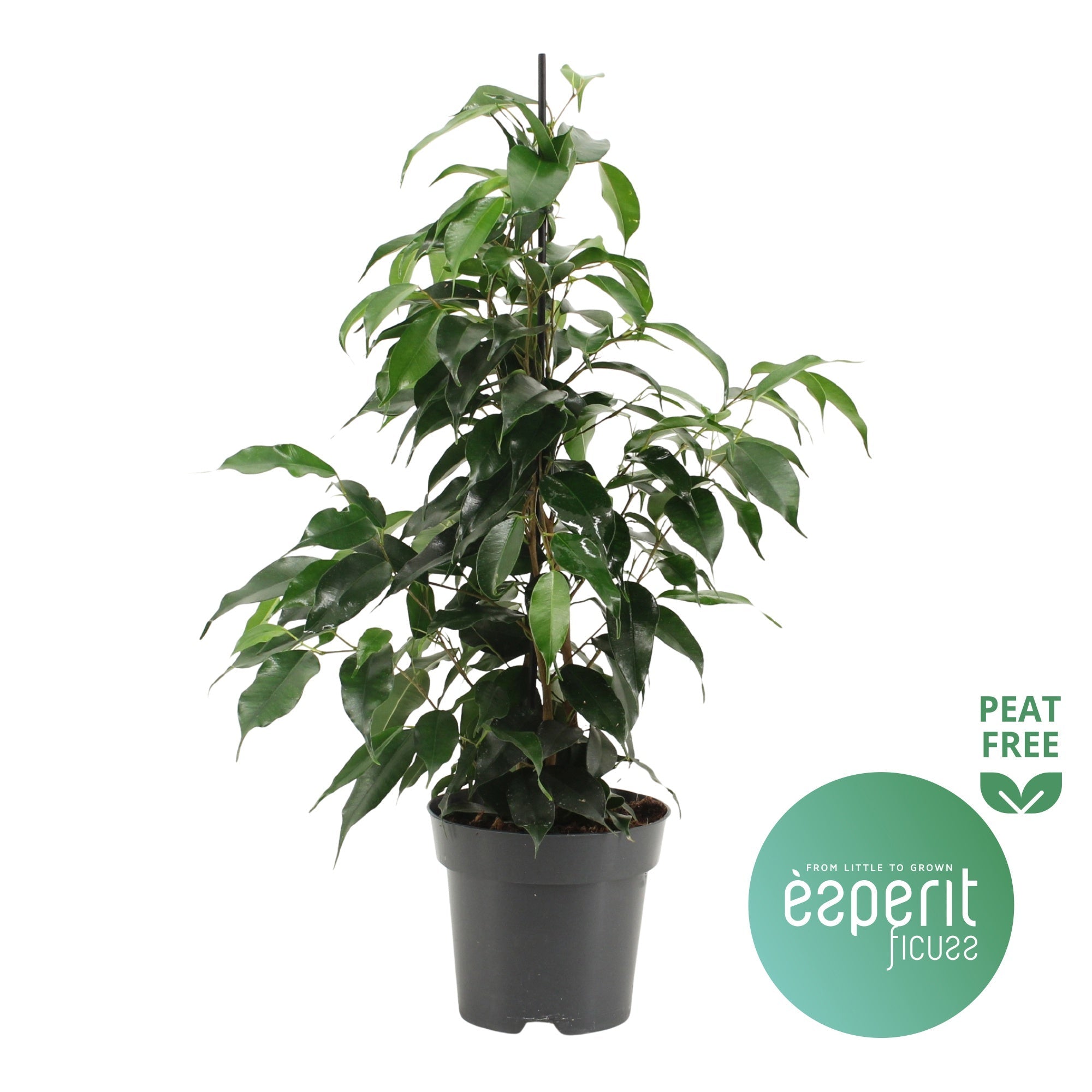 Ficus Be Danielle