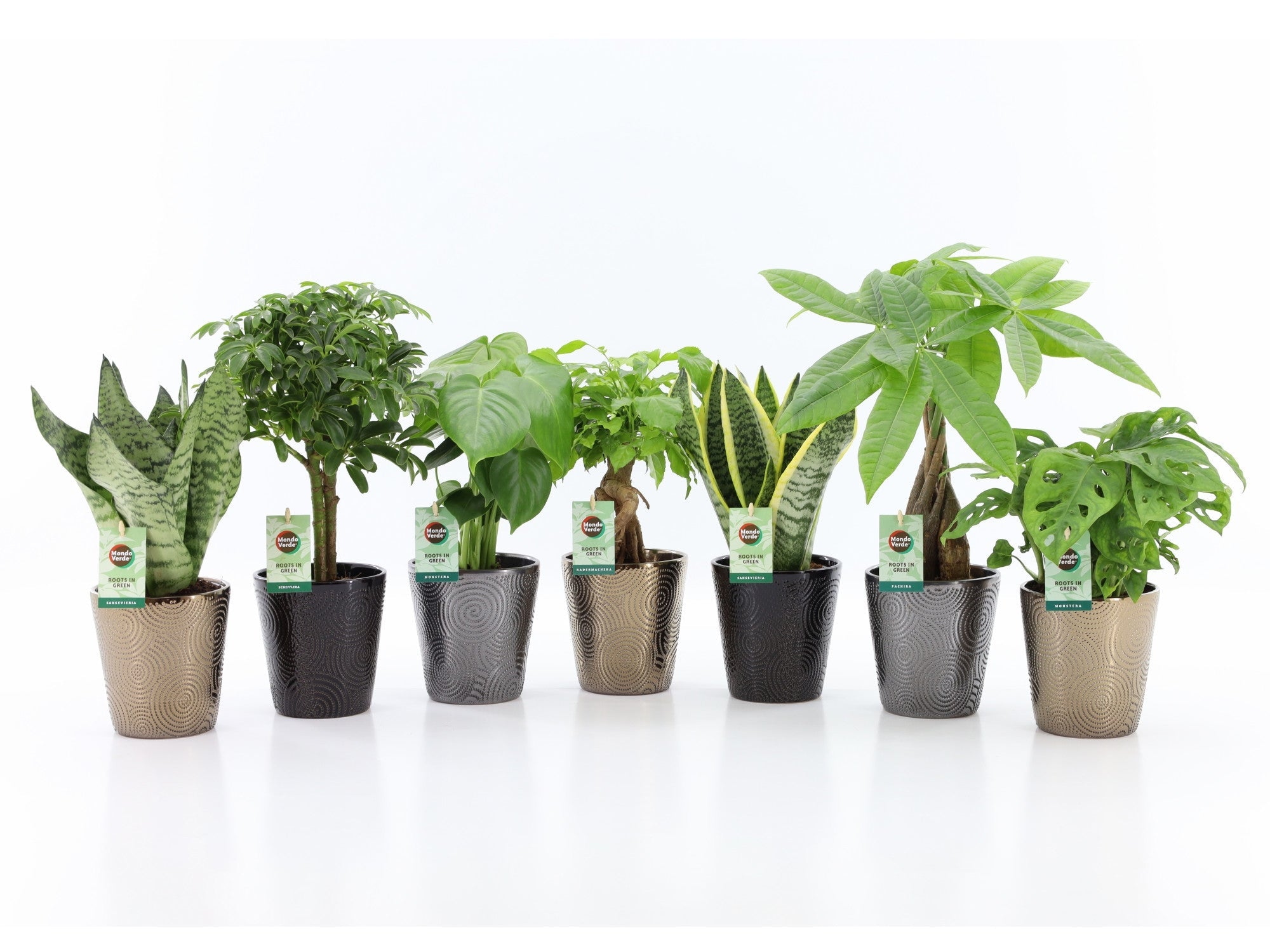 Ov Kamerplanten Gemengd Keramiek Infinity