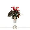Anthurium St Coral Champion
