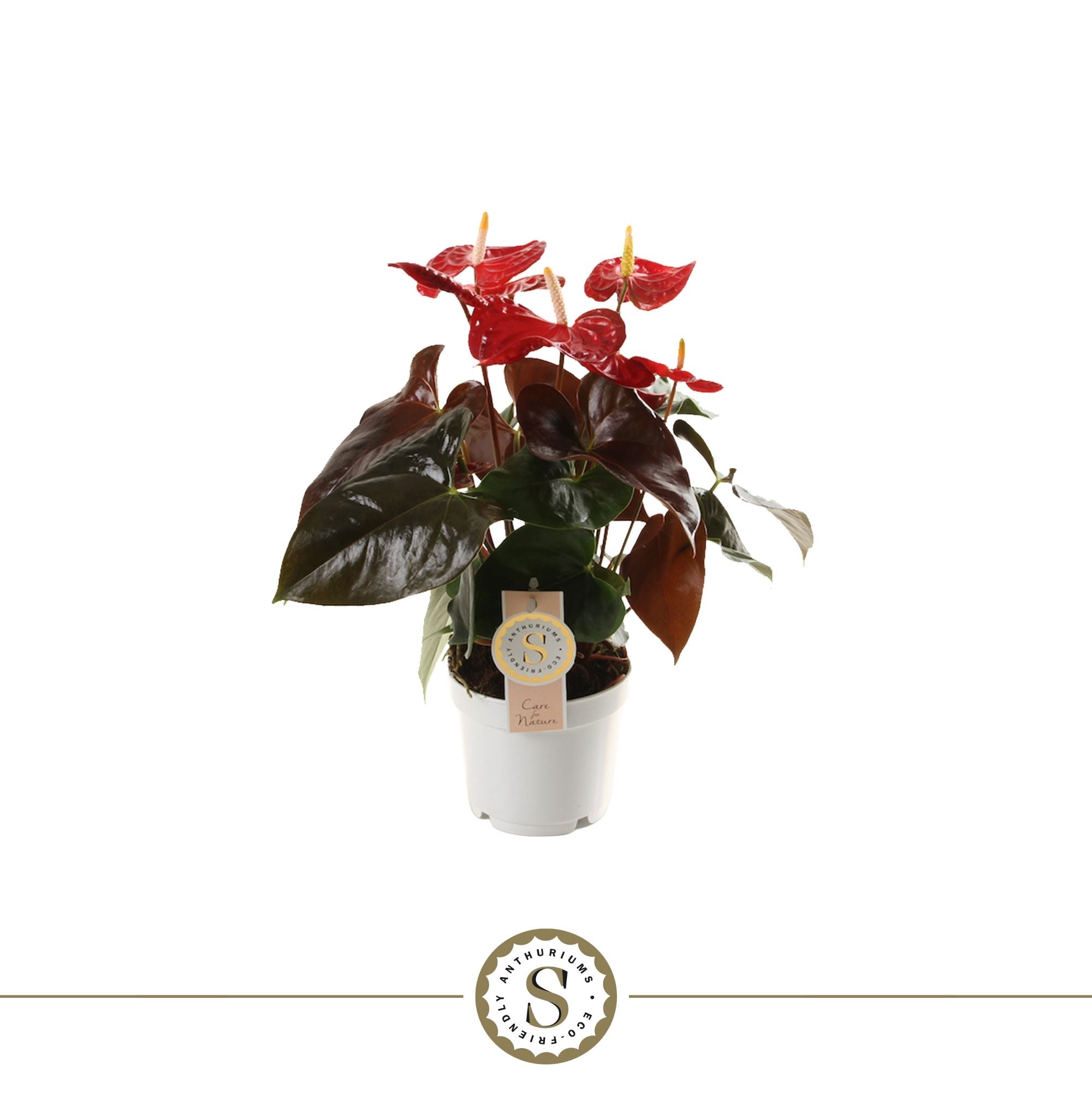 Anthurium St Coral Champion