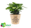 Coffea Arabica Hout Nairobi