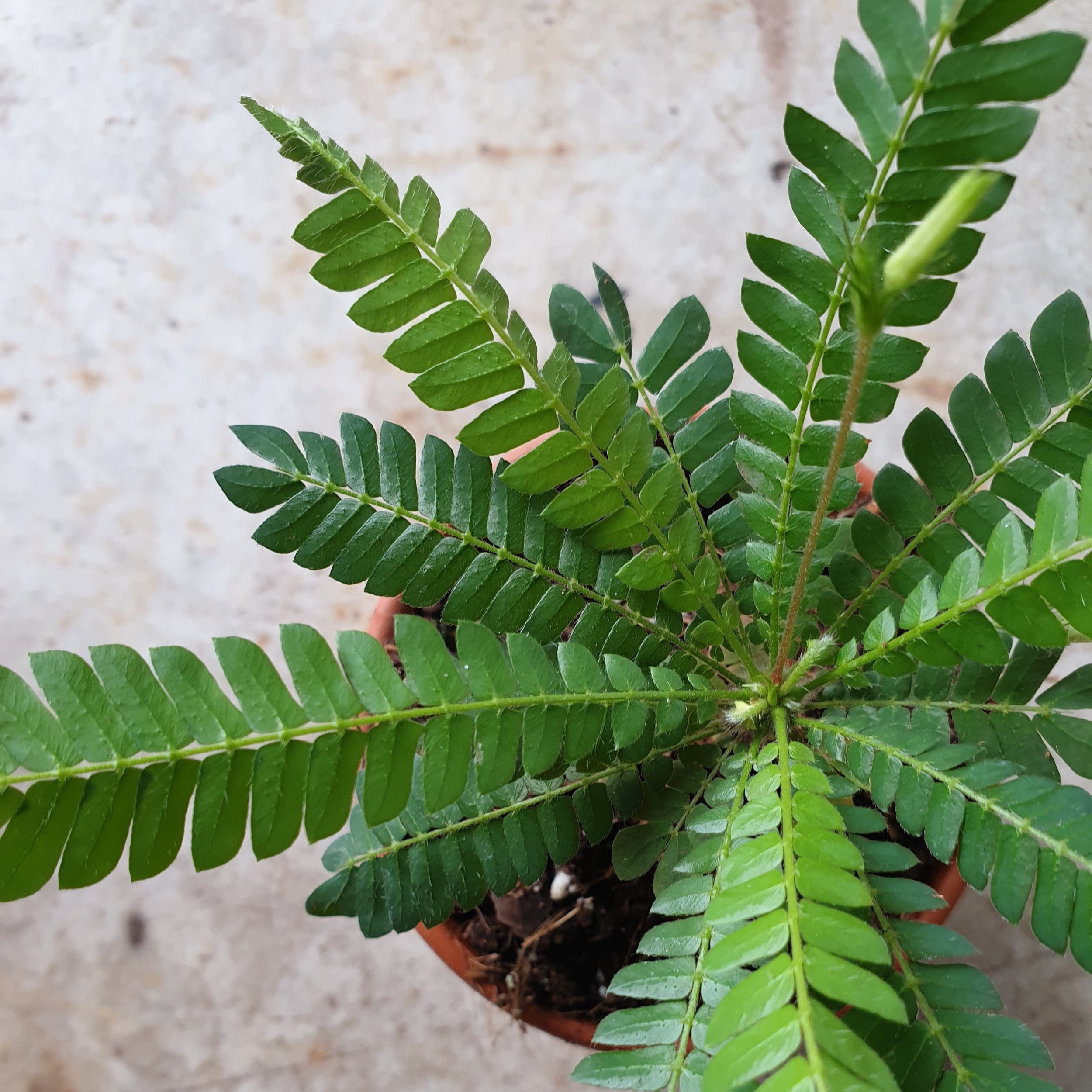 Biophytum sensitivium (Little Tree Plant)