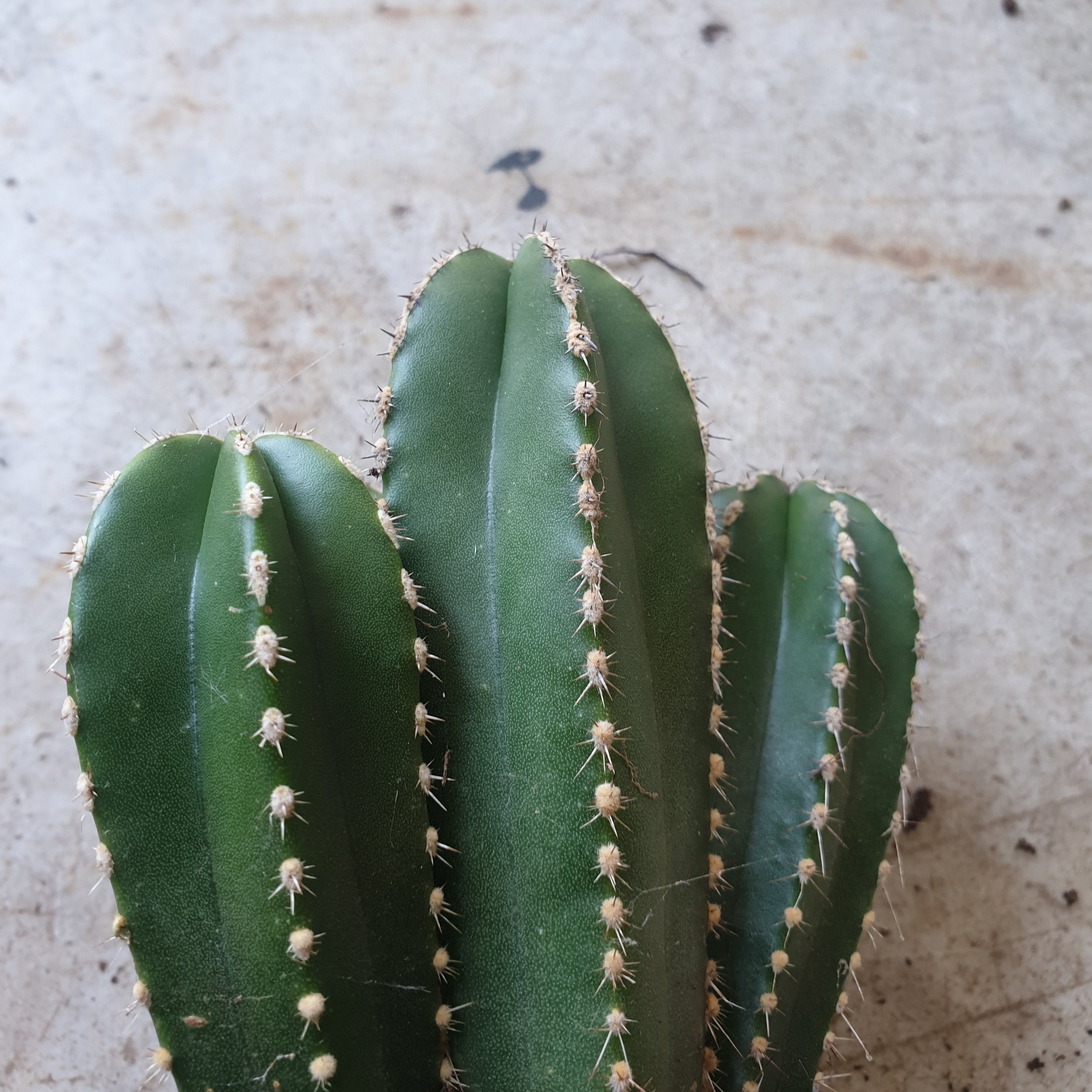 Marginatocereus marginatus (Mexican Fence Post Cactus)