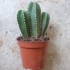 Marginatocereus marginatus (Mexican Fence Post Cactus)