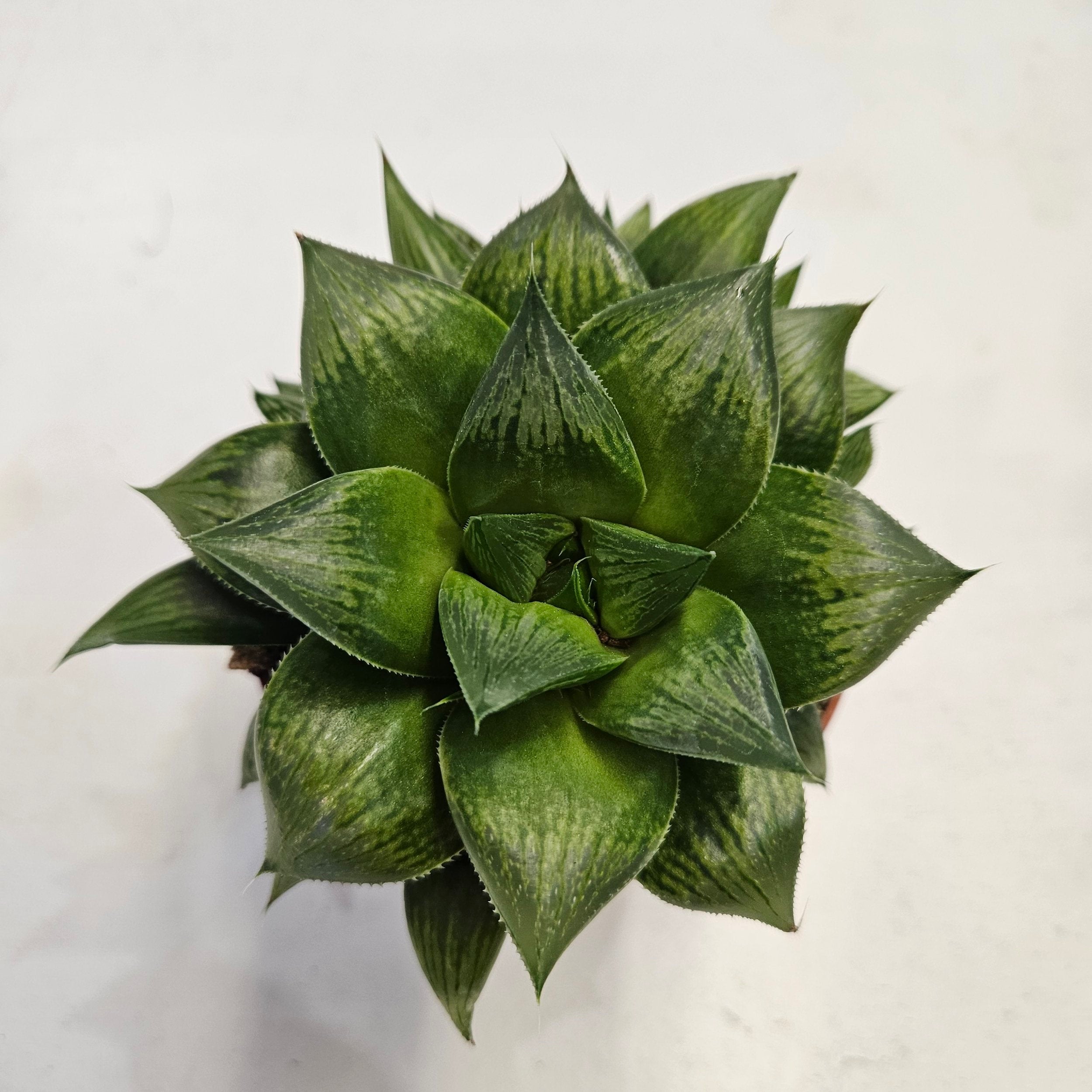 Haworthia retusa (Star Window Plant)