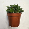 Haworthia retusa (Star Window Plant)