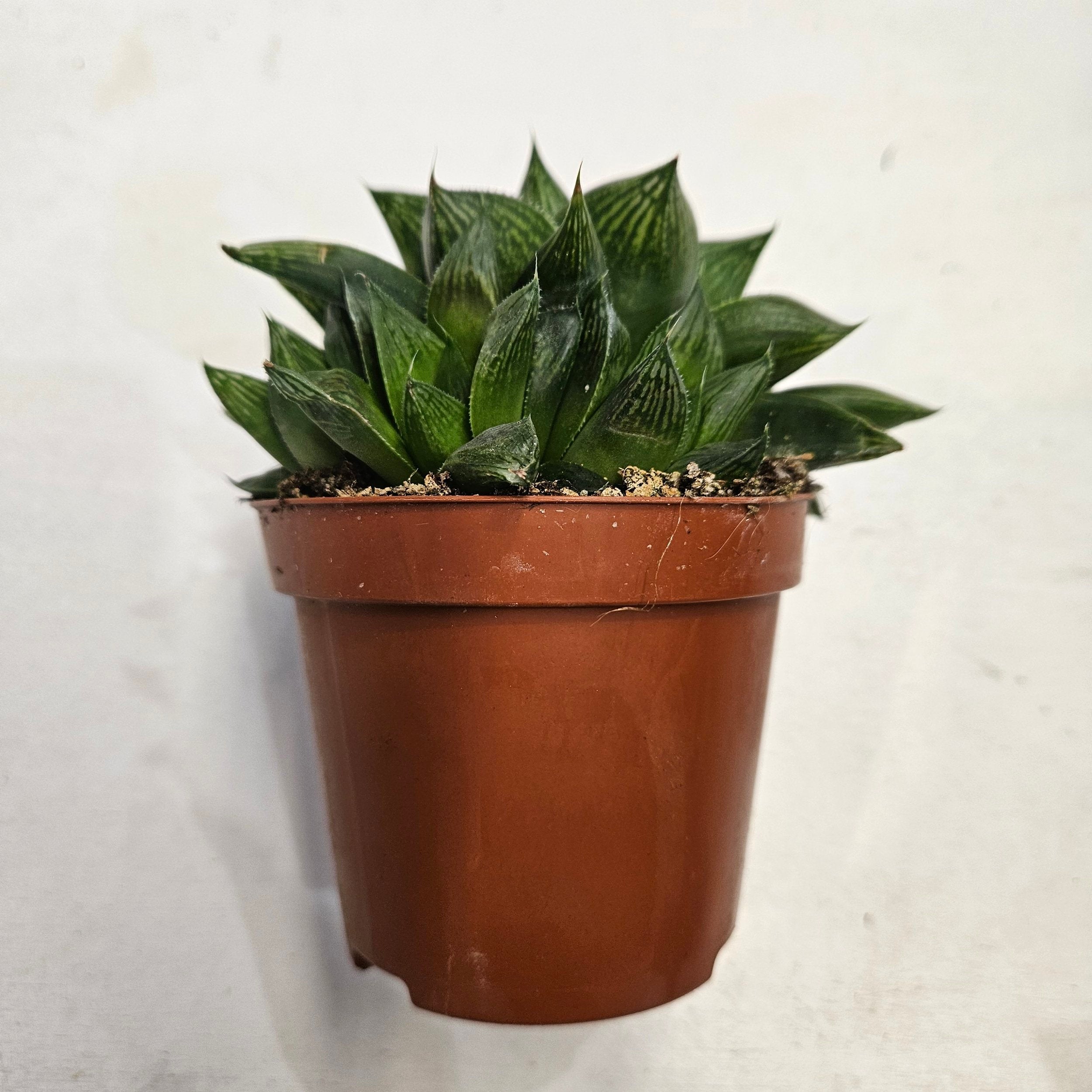Haworthia retusa (Star Window Plant)