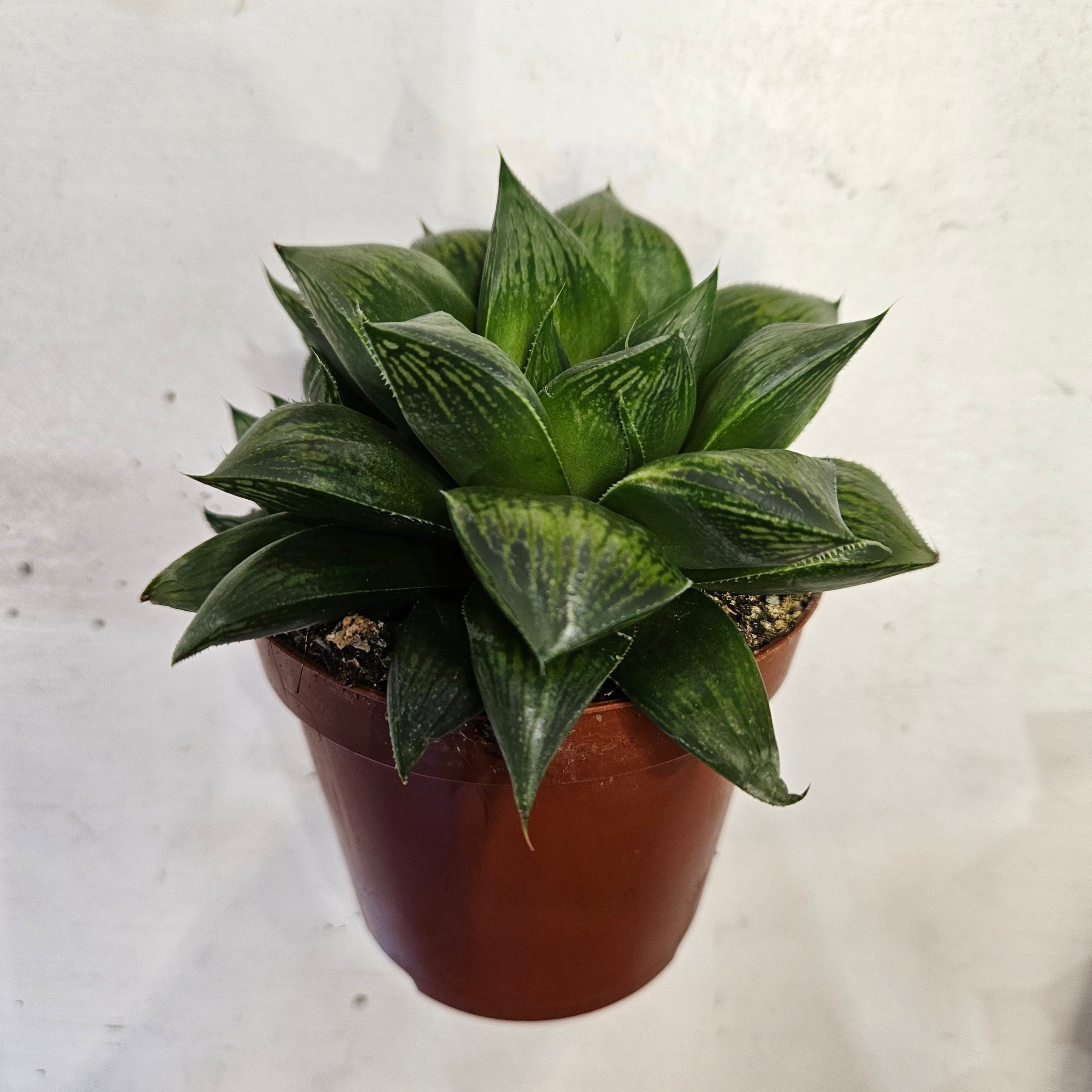 Haworthia retusa (Star Window Plant)