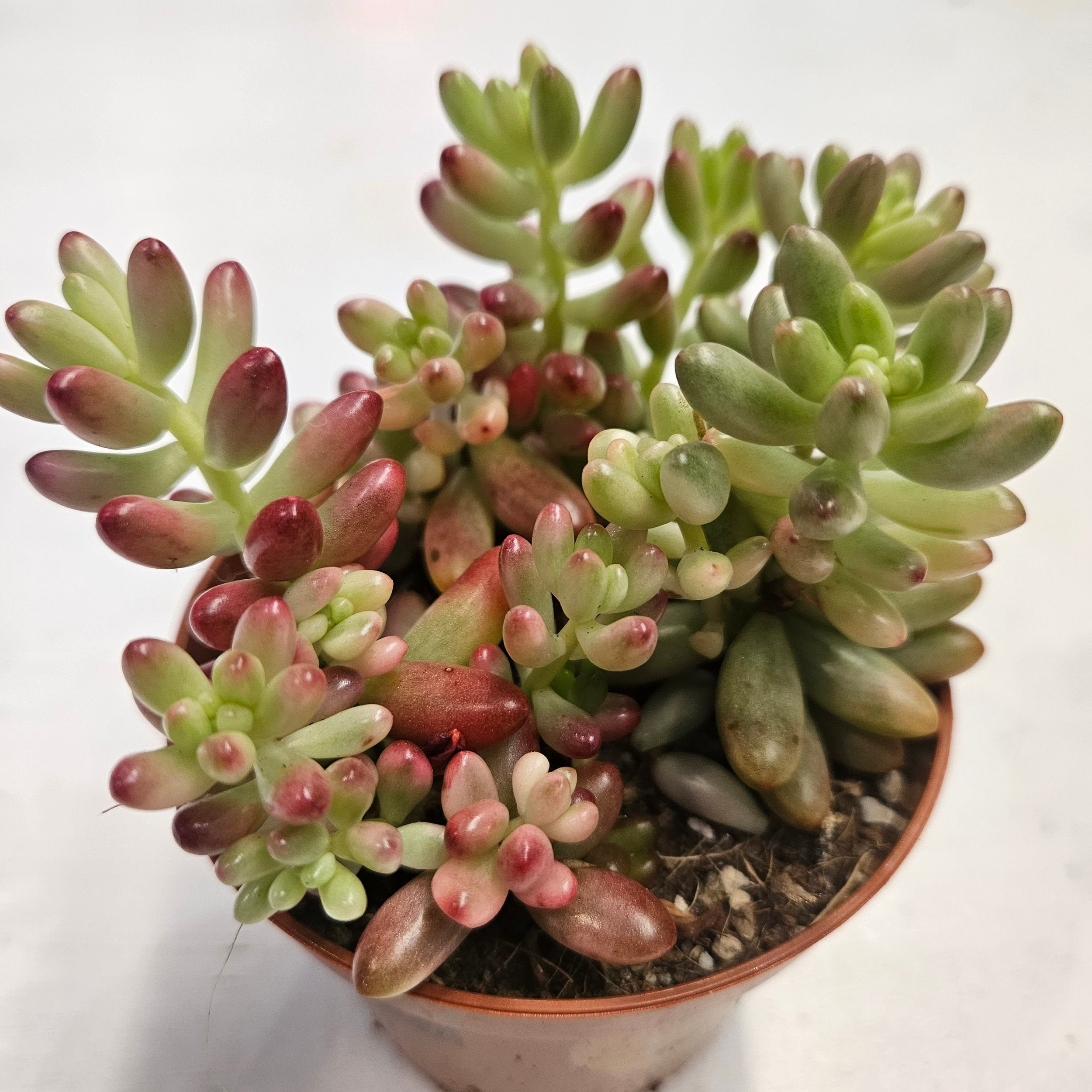Sedum rubrotinctum rosea 'Aurora' (Pink Jelly Beans)