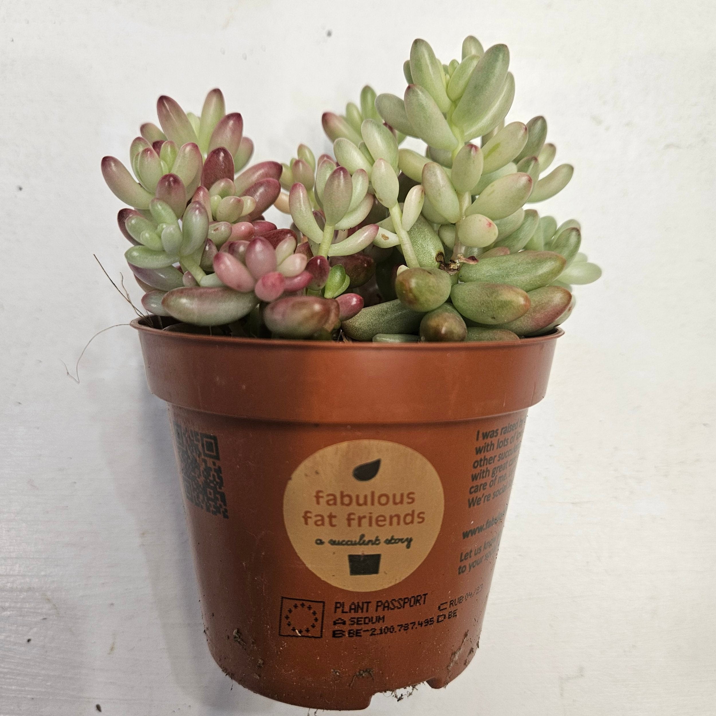 Sedum rubrotinctum rosea 'Aurora' (Pink Jelly Beans)