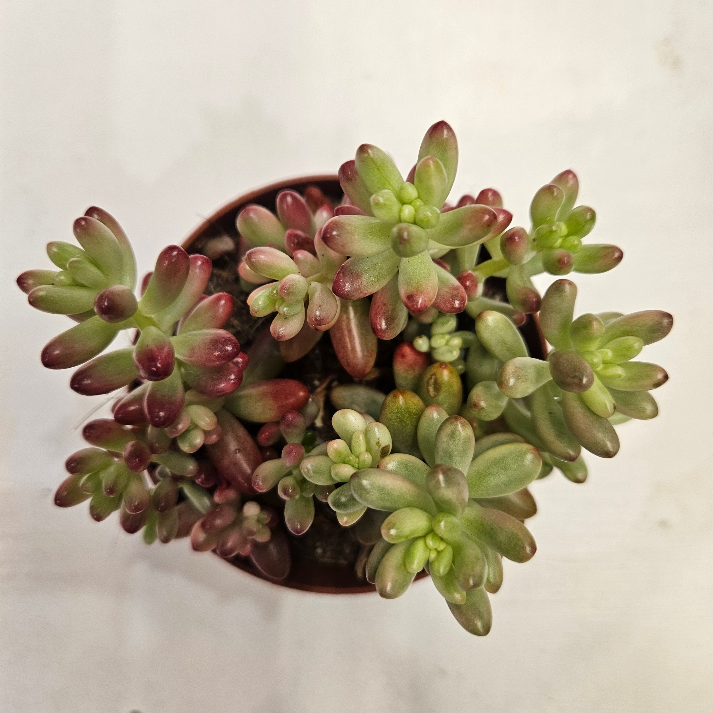 Sedum rubrotinctum rosea 'Aurora' (Pink Jelly Beans)
