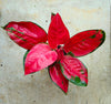 Aglaonema 'Red Zirkon' (Chinese evergreen)