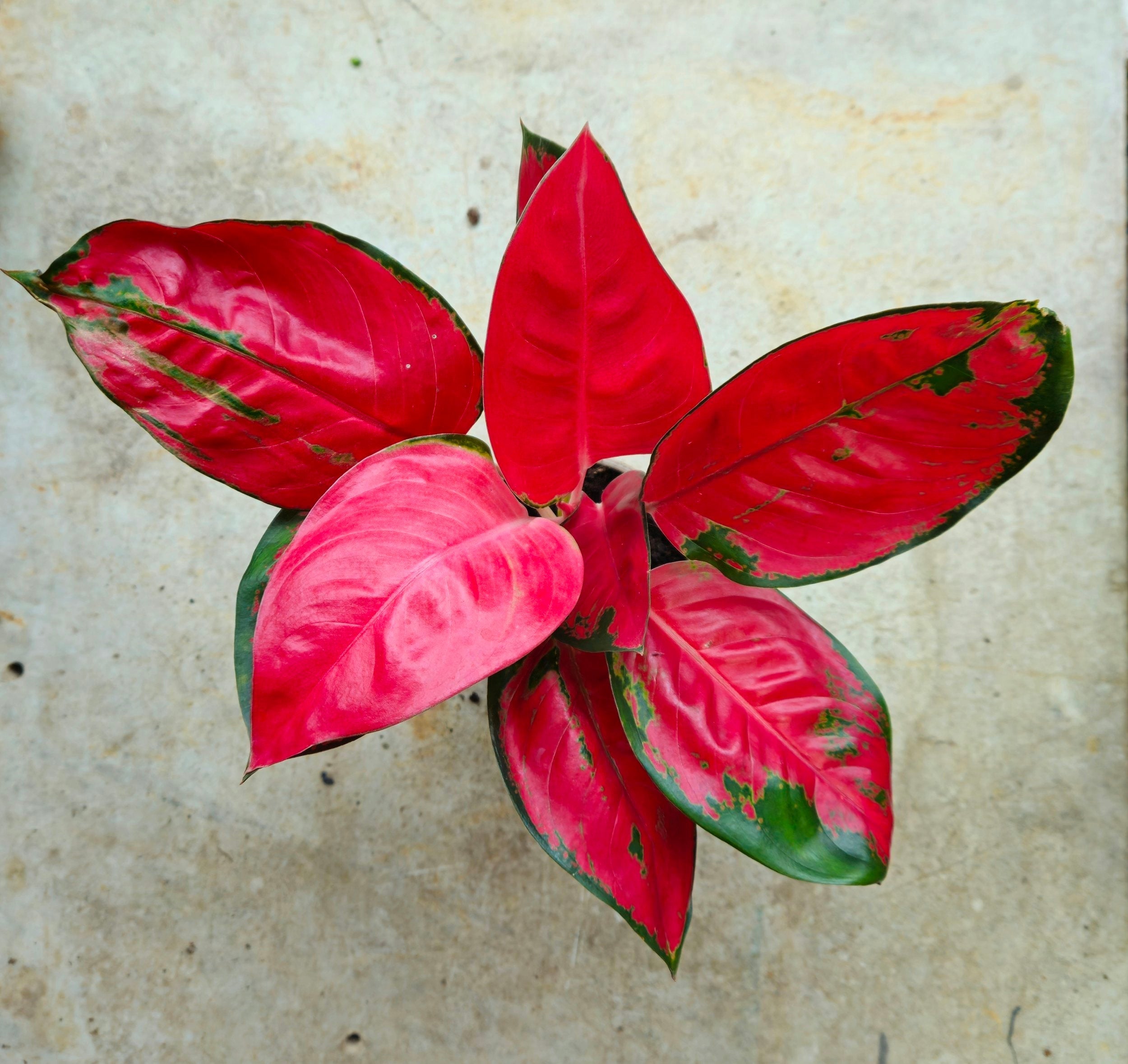 Aglaonema 'Red Zirkon' (Chinese evergreen)