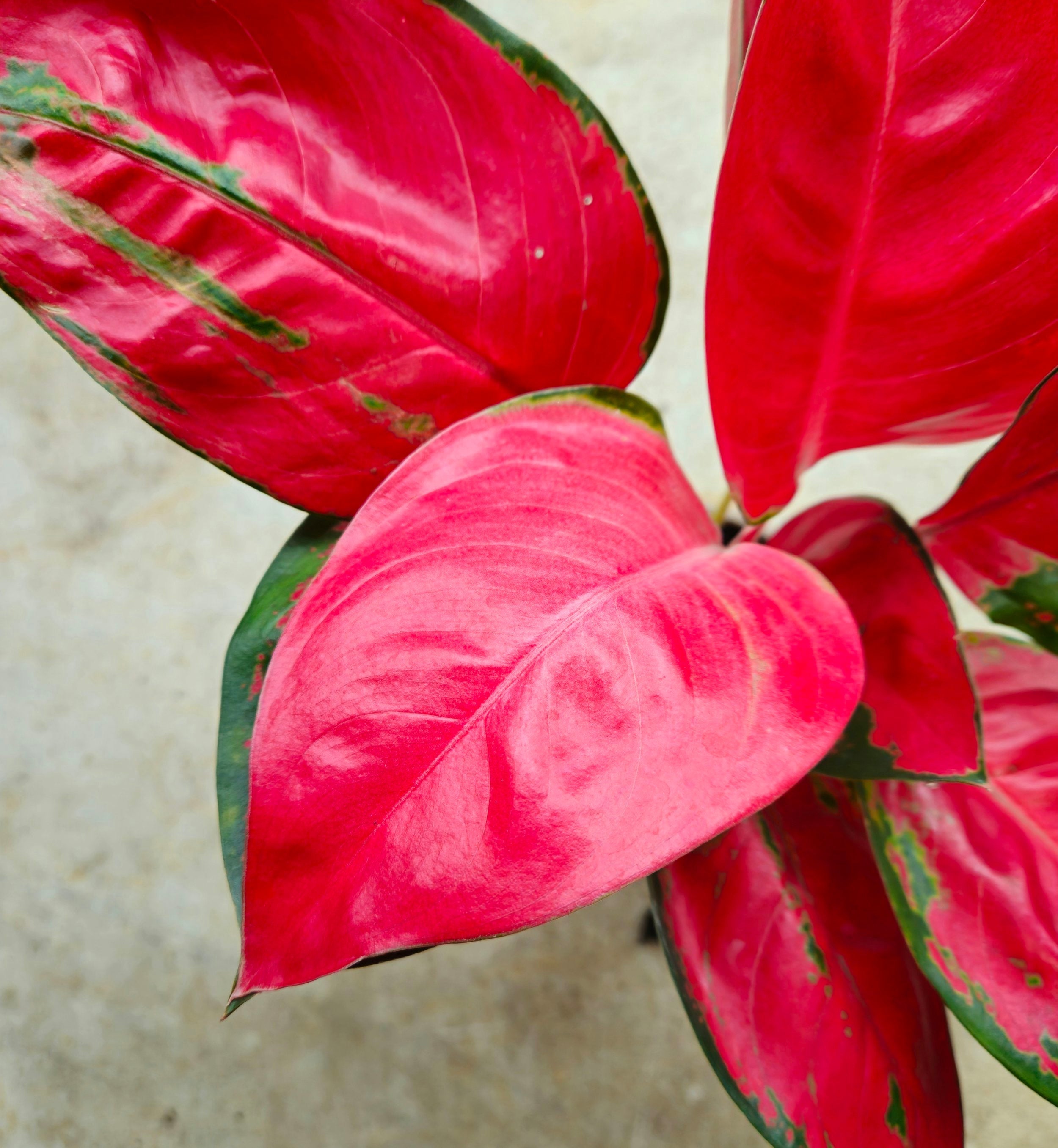 Aglaonema 'Red Zirkon' (Chinese evergreen)