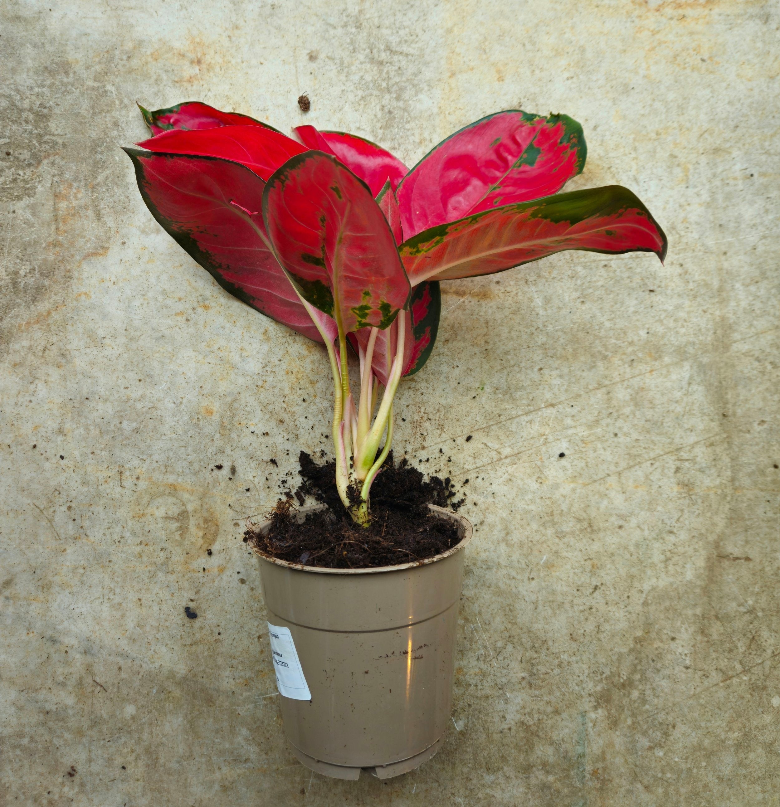 Aglaonema 'Red Zirkon' (Chinese evergreen)