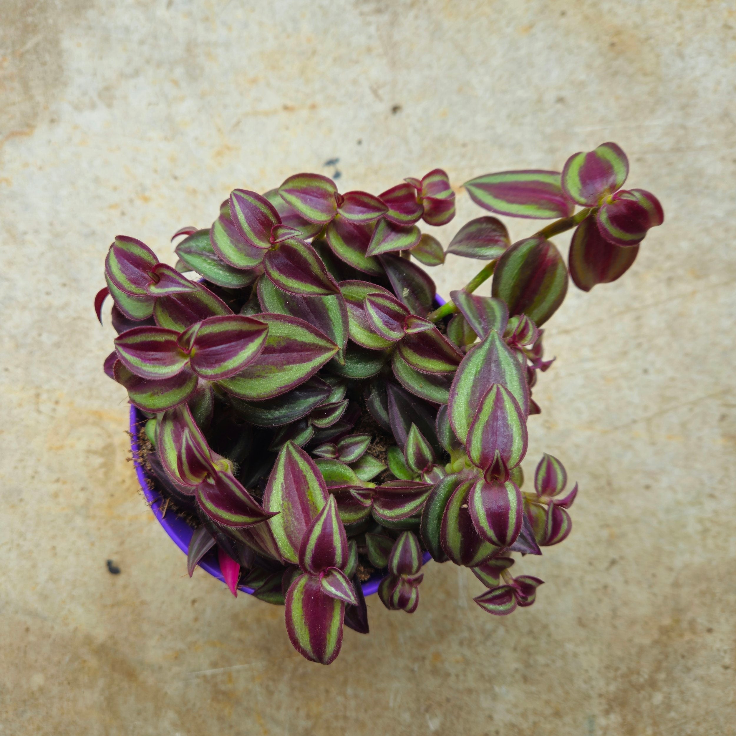Tradescantia 'Purple Passion' (Inch plant/ Wandering Dude) Various sizes available