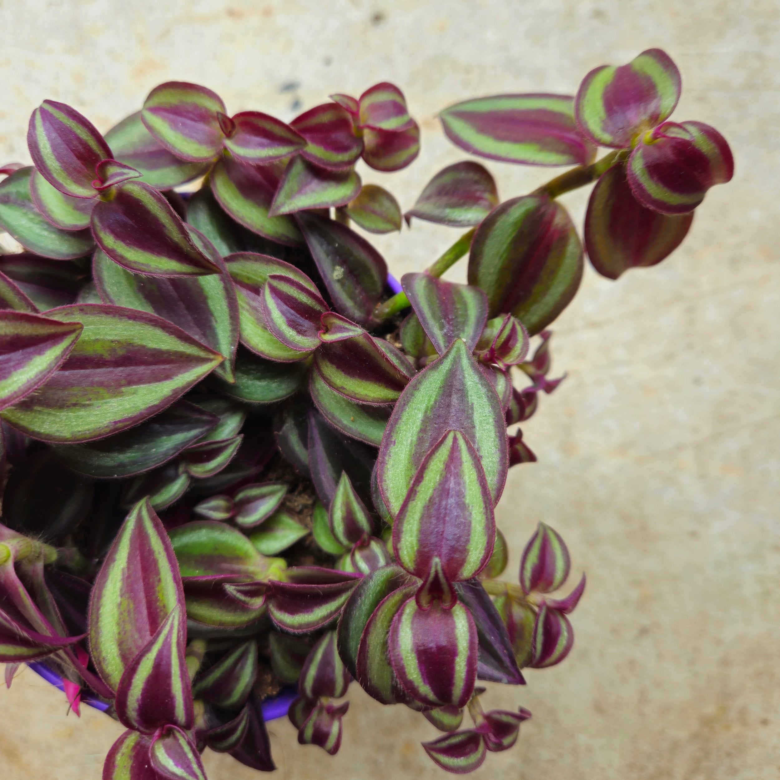 Tradescantia 'Purple Passion' (Inch plant/ Wandering Dude) Various sizes available
