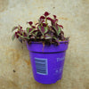 Tradescantia 'Purple Passion' (Inch plant/ Wandering Dude) Various sizes available