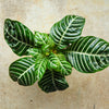 Aphelandra squarrosa 'Botanica' (Zebra plant)