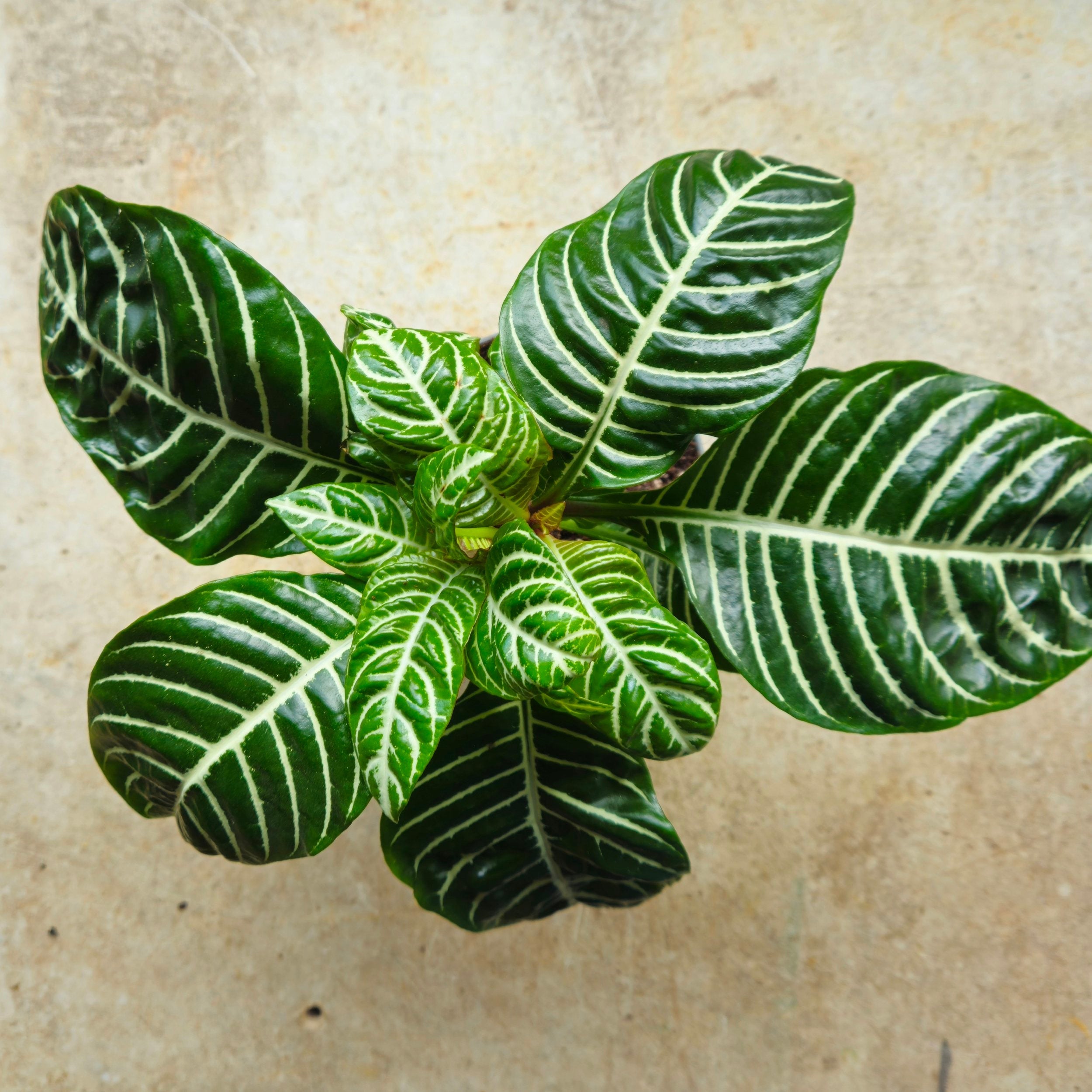 Aphelandra squarrosa 'Botanica' (Zebra plant)