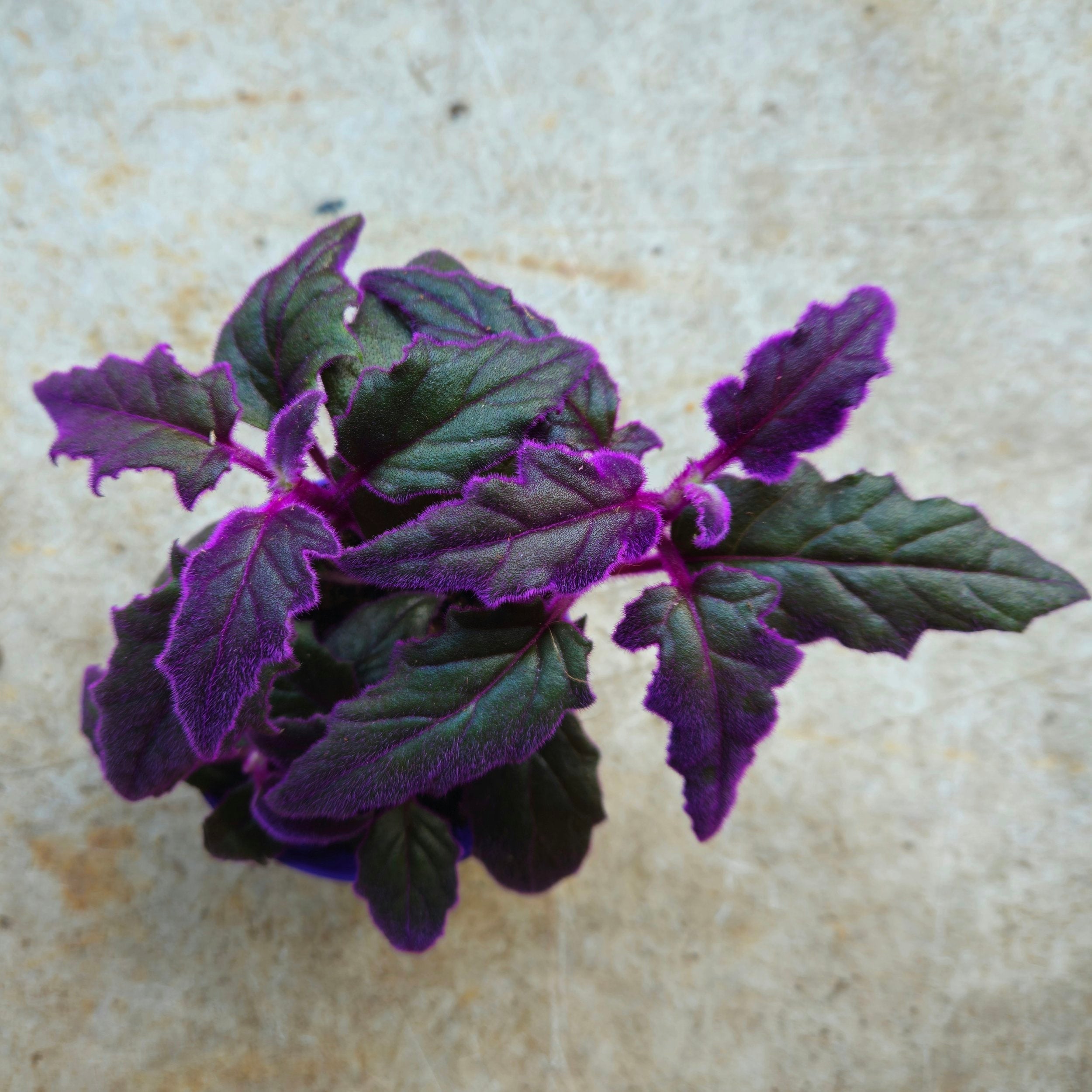 Gynura aurantiaca (Velvet plant)