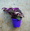 Gynura aurantiaca (Velvet plant)