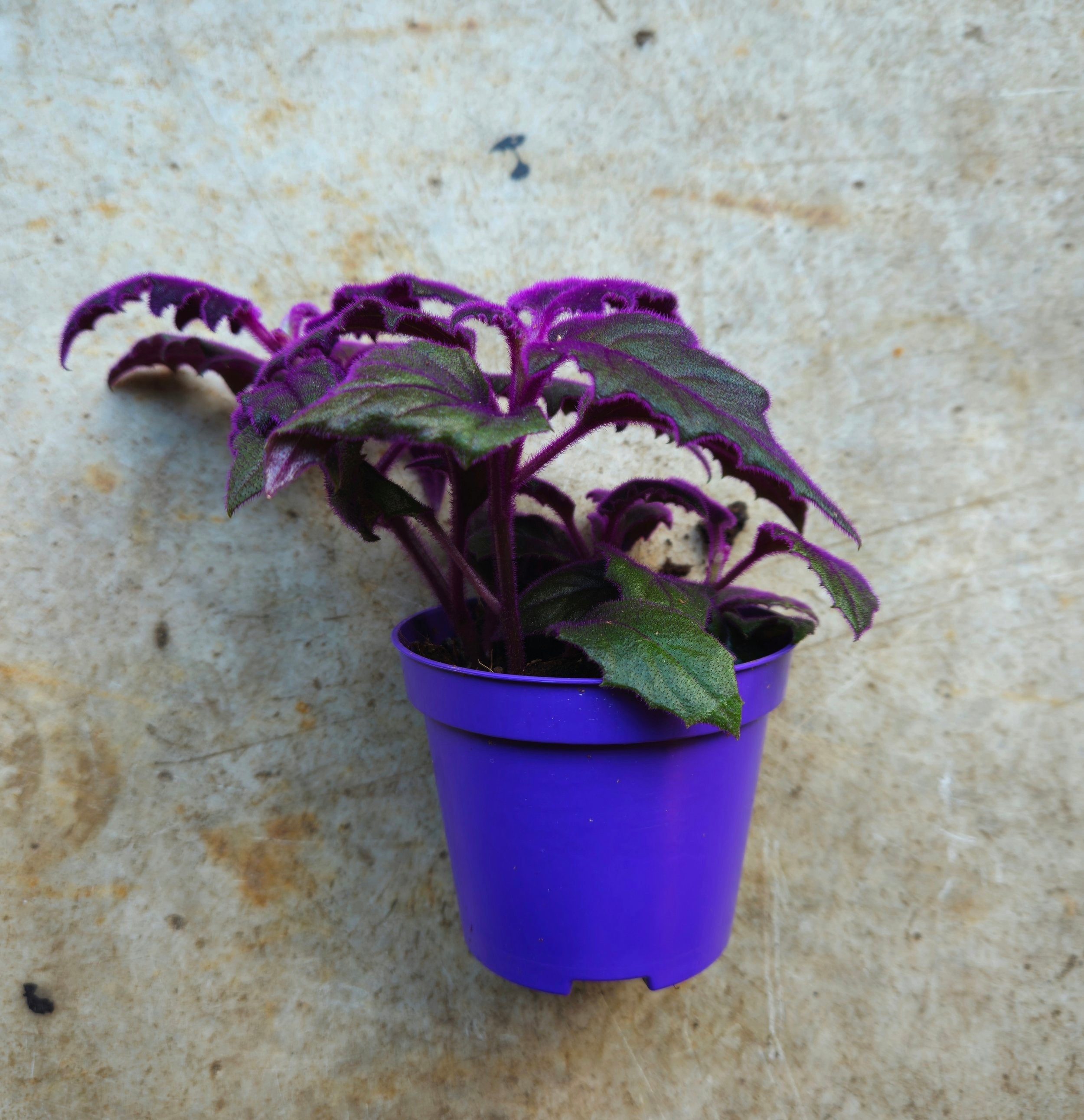 Gynura aurantiaca (Velvet plant)