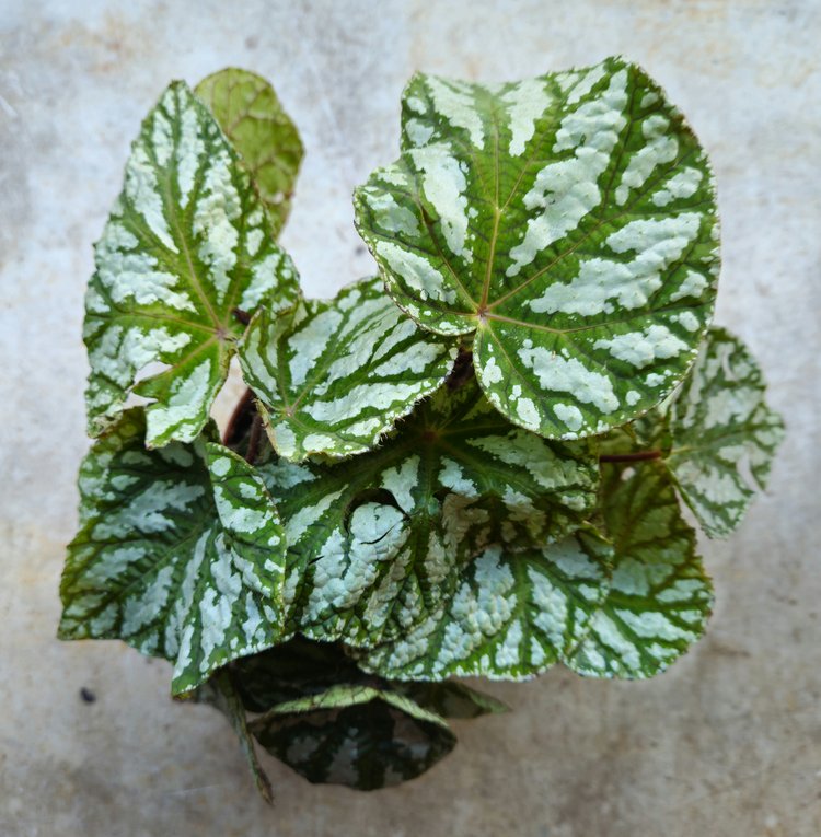 Begonia rex 'Tap dance'