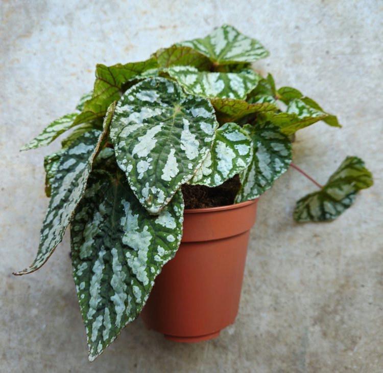 Begonia rex 'Tap dance'