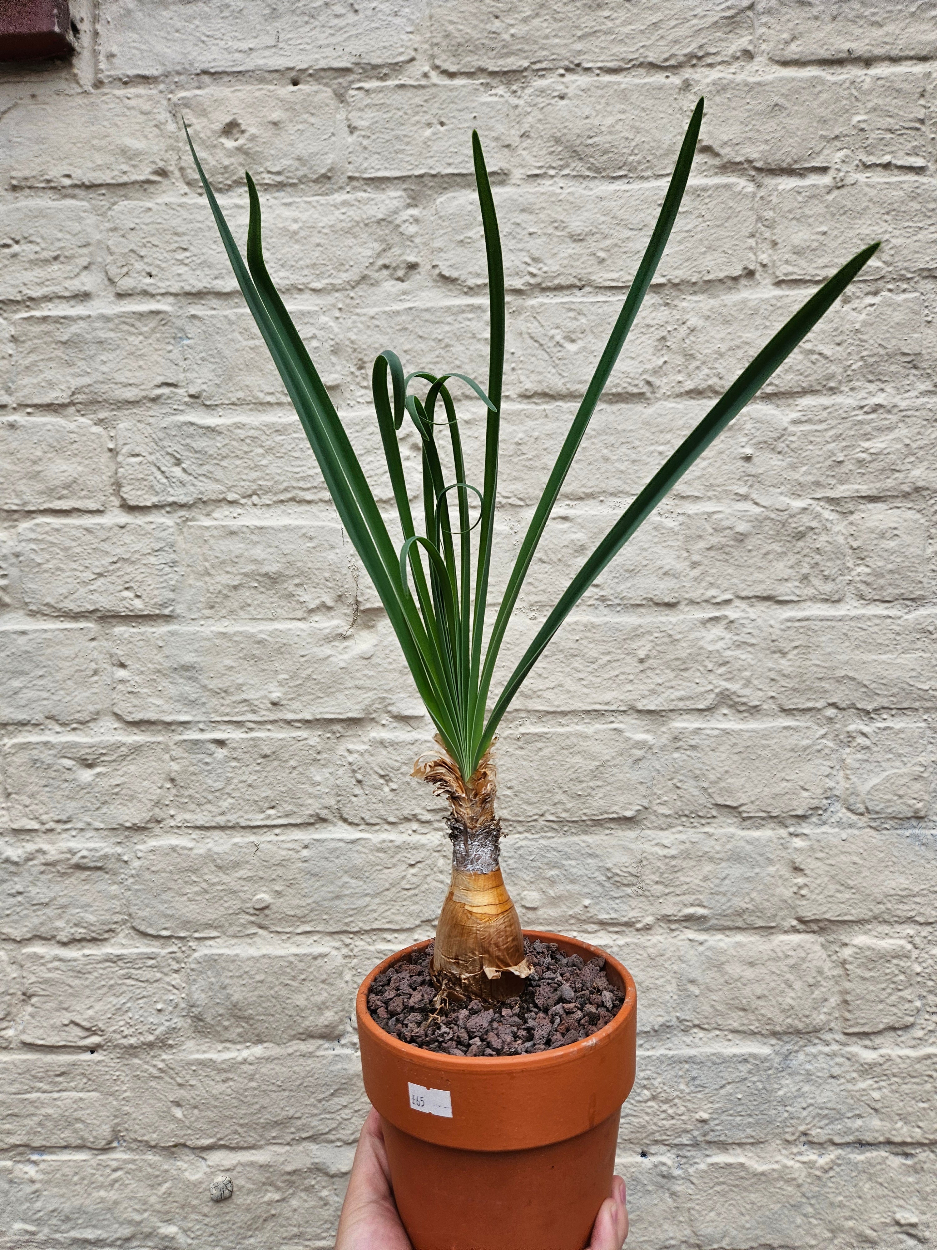 Boophane Disticha