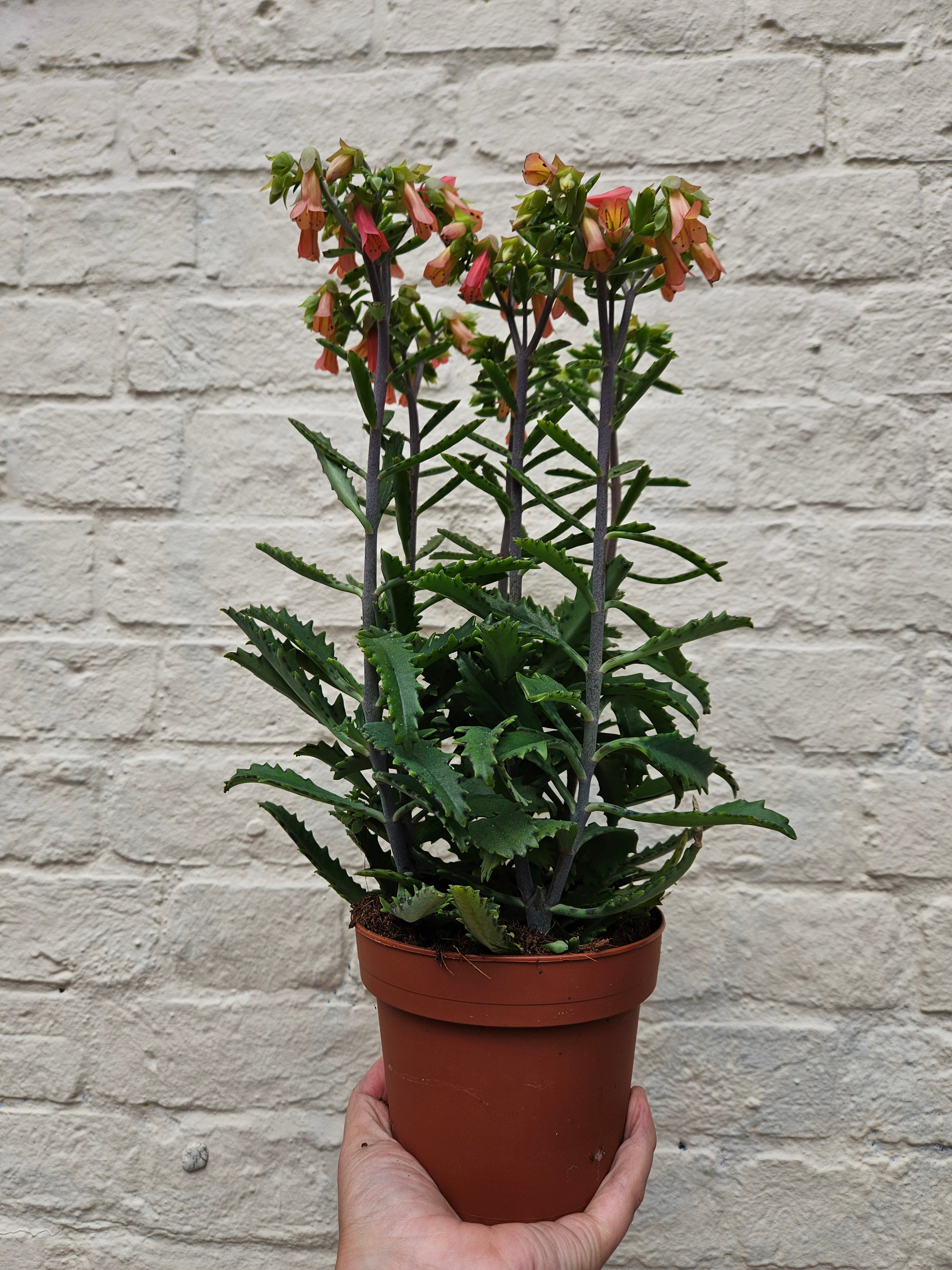 Kalanchoe blossfeldiana 'Lucky Bells'