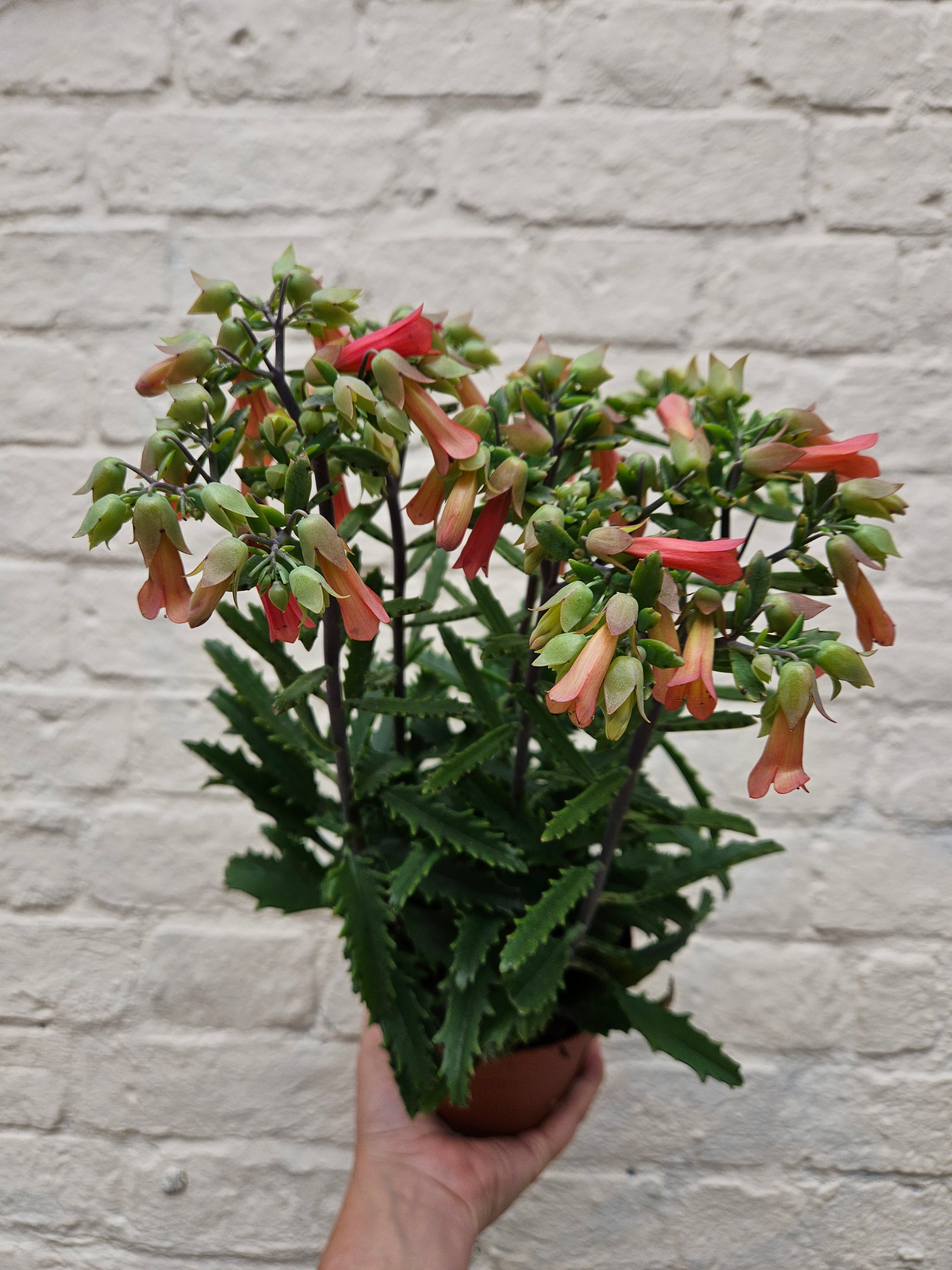 Kalanchoe blossfeldiana 'Lucky Bells'