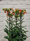 Kalanchoe blossfeldiana 'Lucky Bells'