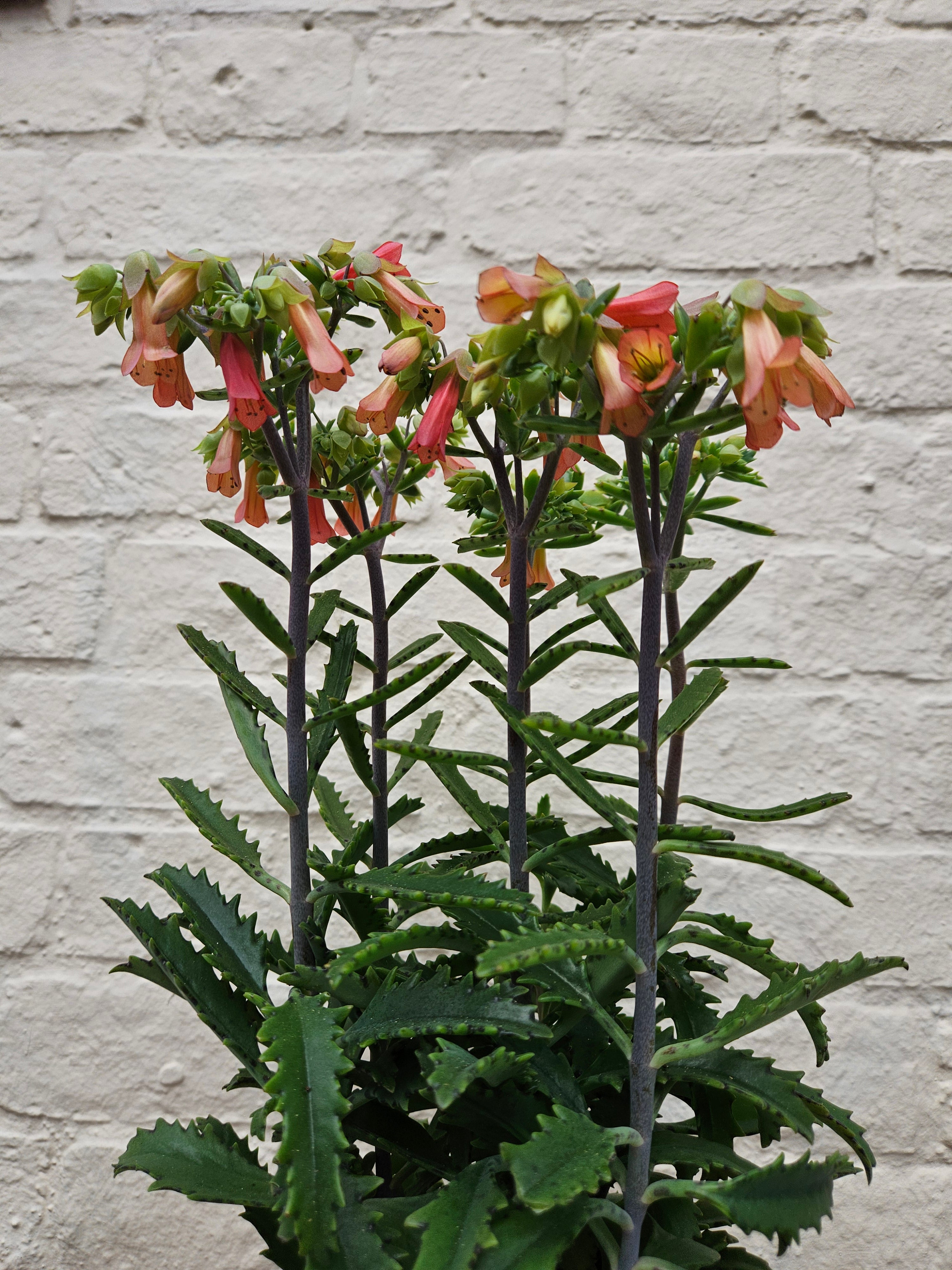 Kalanchoe blossfeldiana 'Lucky Bells'