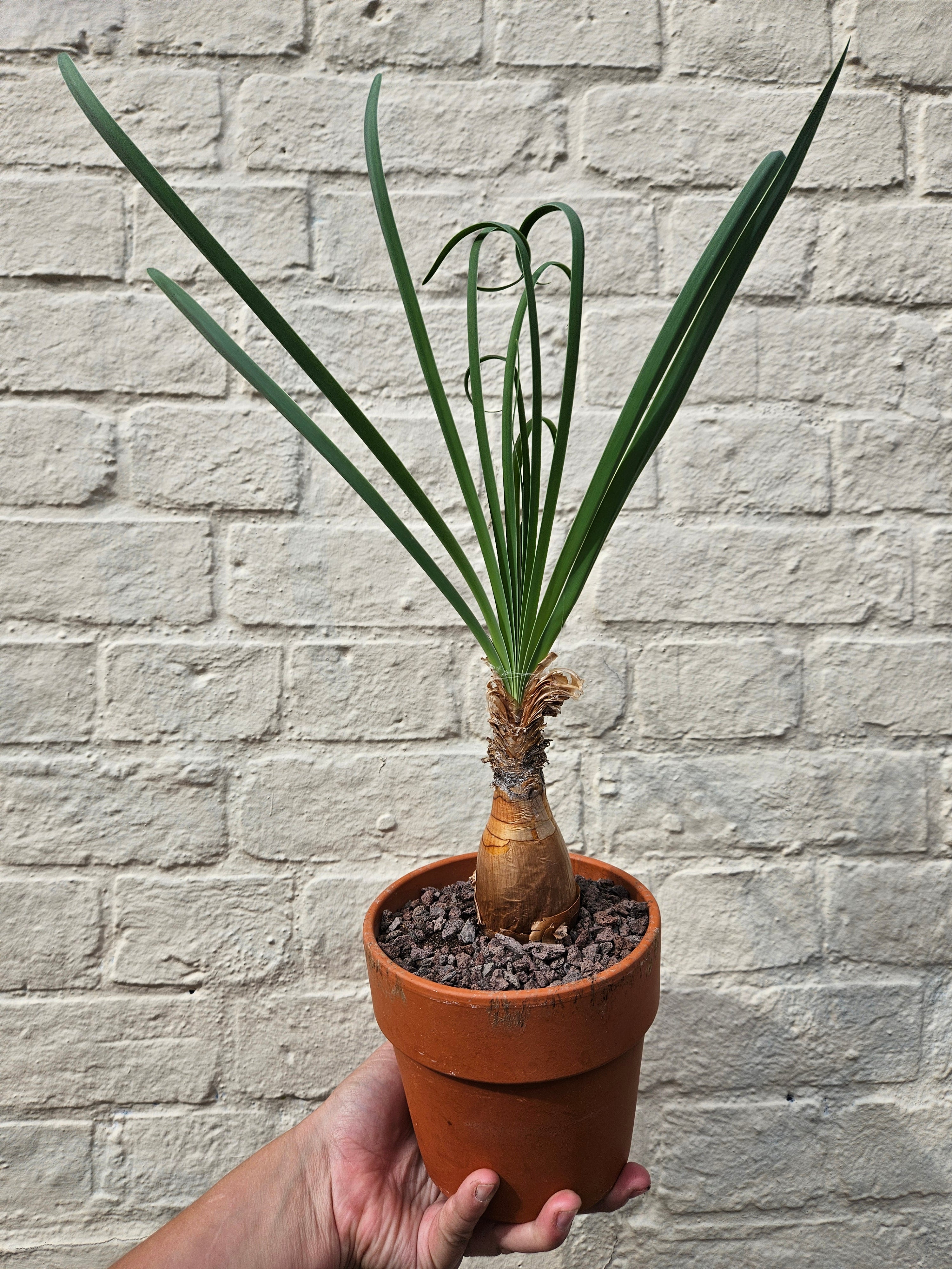 Boophane Disticha