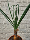 Boophane Disticha