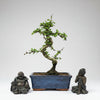 Clearance: Fukien Tea Tree (Carmona Retusa) Bonsai Tree | Shaped | In 15cm Pot