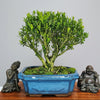 Boxwood (Buxus Harlandii) Bonsai Tree | Broom | In 15cm Pot