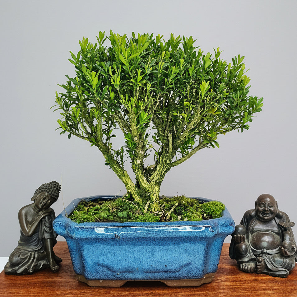 Boxwood (Buxus Harlandii) Bonsai Tree | Broom | In 15cm Pot