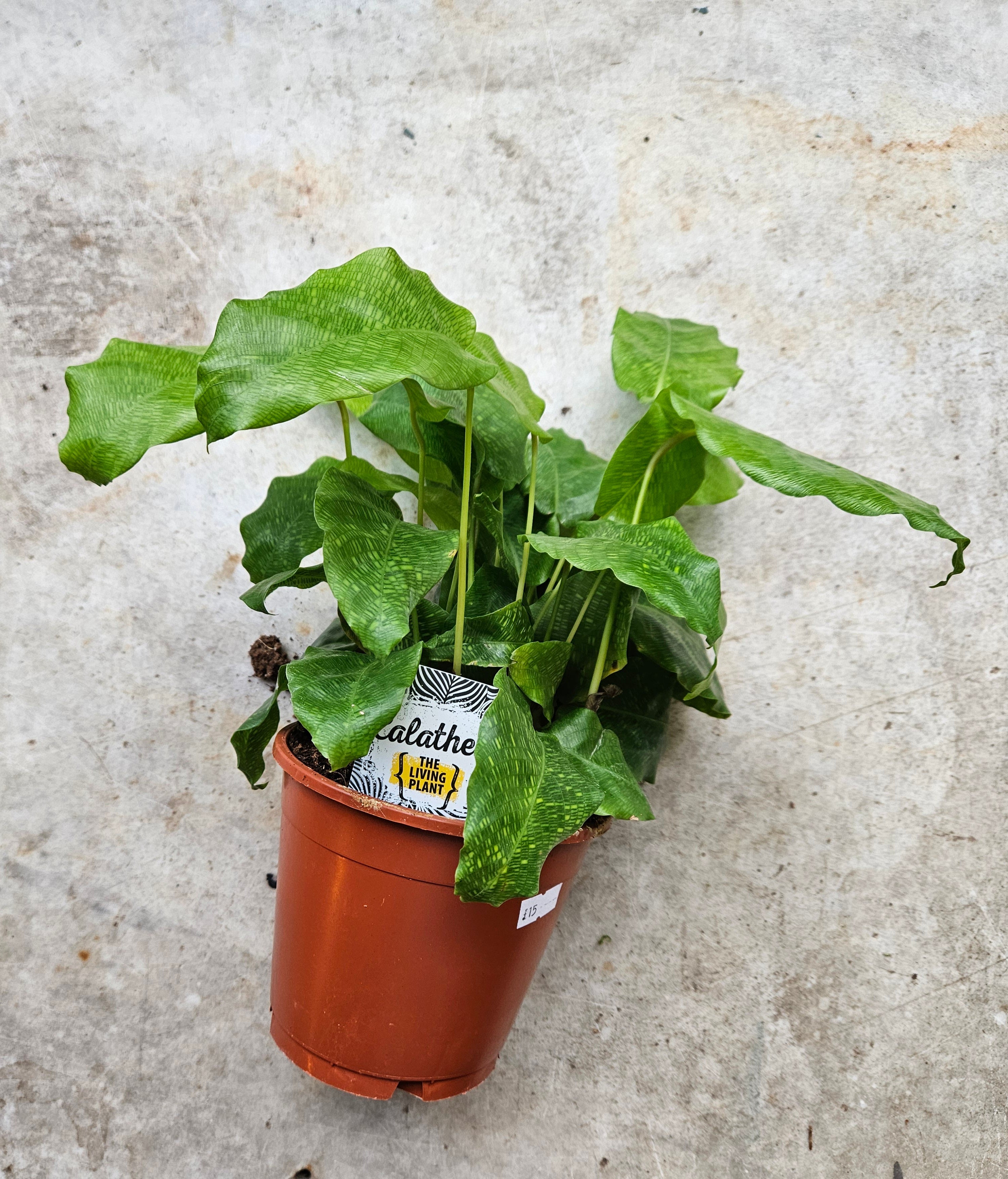 Calathea musaica 'network' (Prayer Plant)